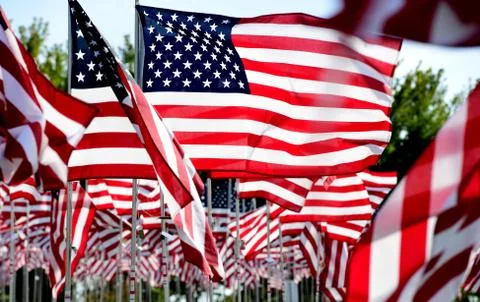 Field of American Flags Stock Photos