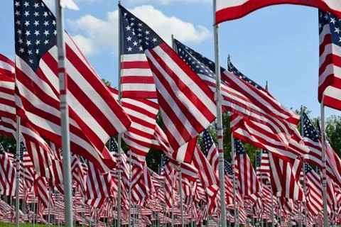 Field of American Flags Stockfoto's