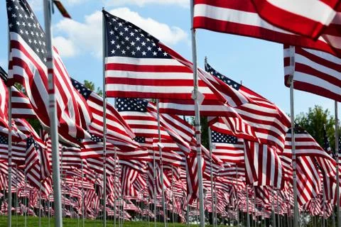 Field of American Flags 스톡 사진