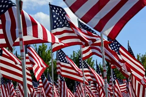 Field of American Flags Stock Photos