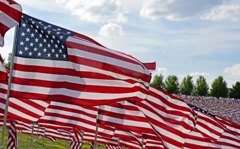Field of American Flags Stockfoto's