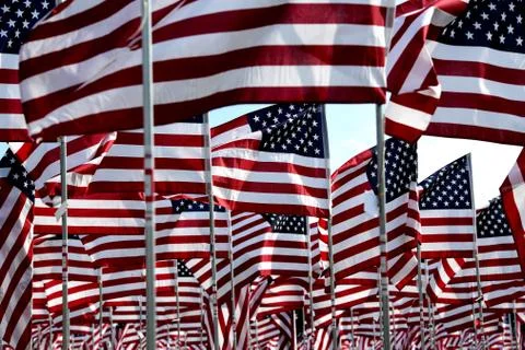 Field of American Flags Stockfoto's