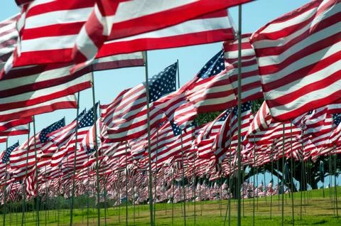 A Field of American Flags Stock Photos