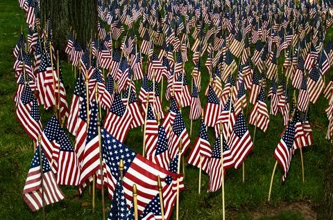 Field of American Flags Stock-Fotos