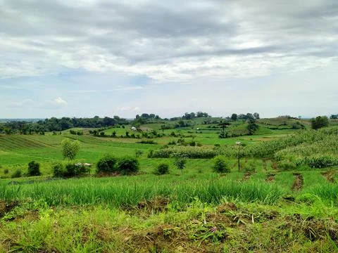 Field and blue sky Stock Photos
