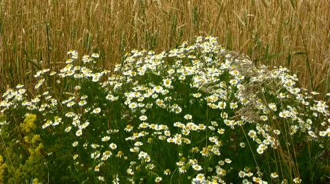 Field and camomile Stock Footage 842913