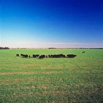 Field and cows Stock Photos
