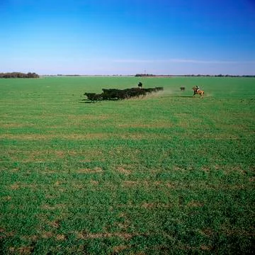 Field and cows Stock Photos