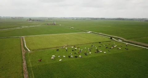 Field and cows_01 Video stock 296523671