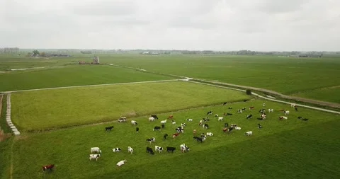 Field and cows_02 Video stock 296523839