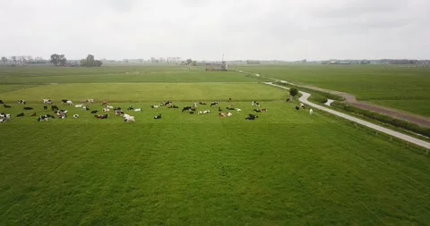 Field and cows_03 Video stock 296523856