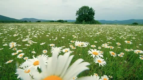 Field and flowers Video stock 11817392