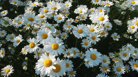 Field and Flowers Stock Footage 39827610