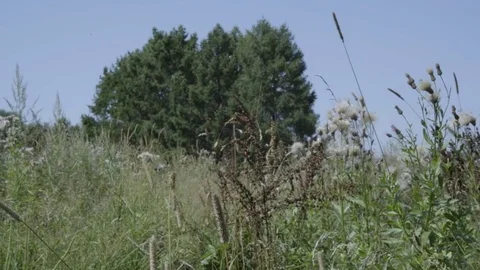 Field and flowers Stock Footage 79172182