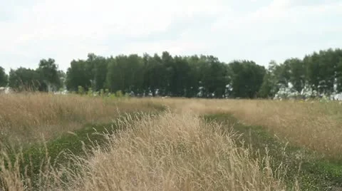 Field and forest Stock Footage 22324690