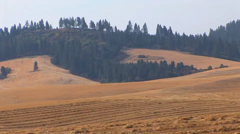 Field and Forest Stock Footage 33605129