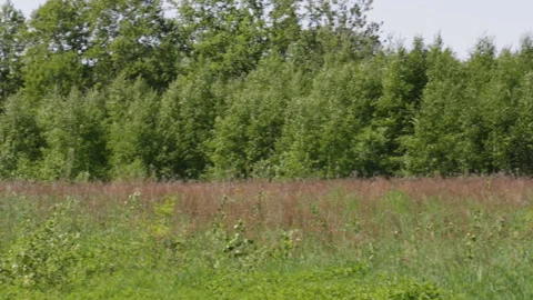 Field and forest Video stock 90783465