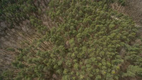 Field and forest with a height.  Stock Photos