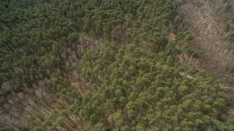 Field and forest with a height.  Stock Photos