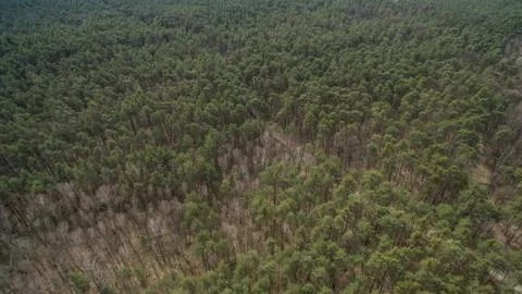 Field and forest with a height.  Stock Photos