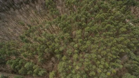 Field and forest with a height.  Stock Photos