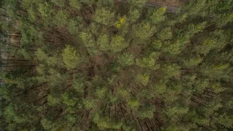 Field and forest with a height.  Stock Photos