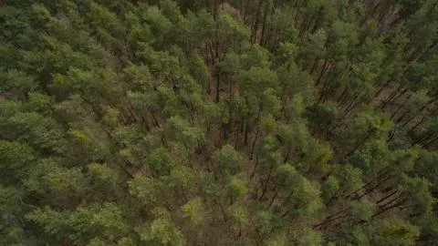Field and forest with a height.  Stock Photos