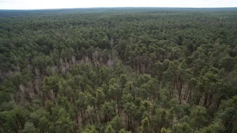 Field and forest with a height.  Stock Photos