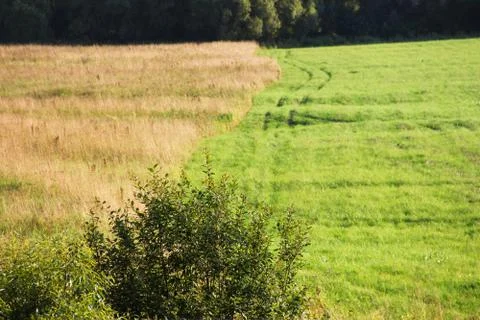 Field and forest Stock Photos
