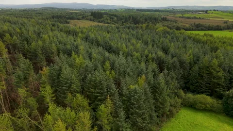 Field And Forestry Stock Footage 315465288