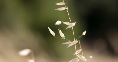 Field and grains Stock Footage 127128894