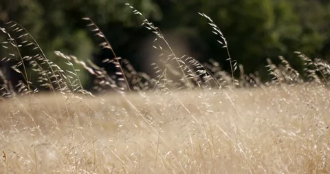 Field and grains Stock Footage 127129123