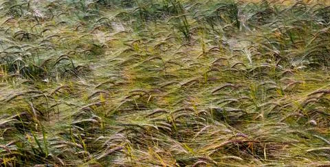Field and green corn Stock Photos