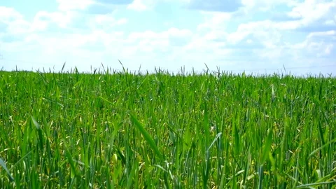 Field and green grass Stock Footage 73057236
