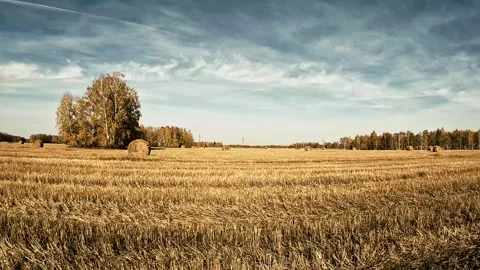 Field and Hay Harvesting Stock Footage 252160474