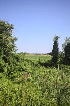 Field and a manor Stock Photos