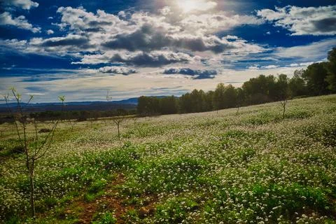 Field and mountains Stock Photos