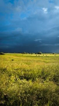 Field and sky with clouds 写真素材