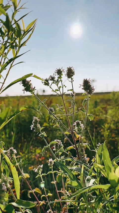 Field and sky, field, grass, sky, green, agriculture, nature, corn, blue, Stock Footage 247143980