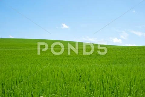 Field and sky Stock Photos