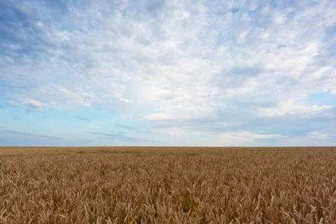Field and sky Foto stock