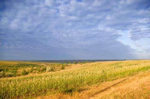 Field and sky Stock Photos