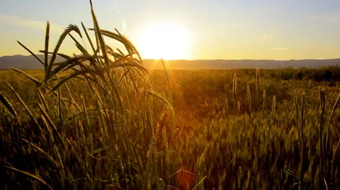 Field and sunset Stock-Footage 907725
