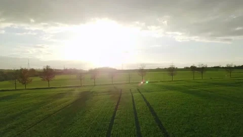 Field and tree path during golden hour - Dynamic Stock Footage 229200475