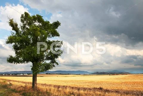 Field and tree Stock Photos