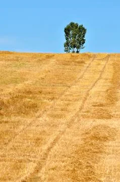 Field and tree Stock-Fotos