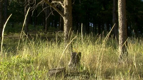 Field and tree stumps in front of a forest Stock Footage 91059386