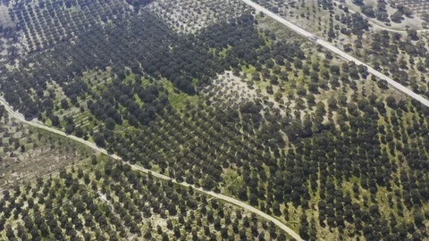 Field and Trees Aerial View 6 Video stock 122374101