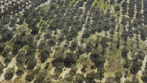 Field and Trees Aerial View 8 Video stock 122374879