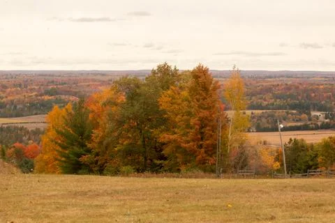 A field and trees in the fall 库存照片
